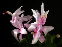 Thumbnail of 2018_Schlumbergera Hybride weiss_20170117_03(1).JPG
